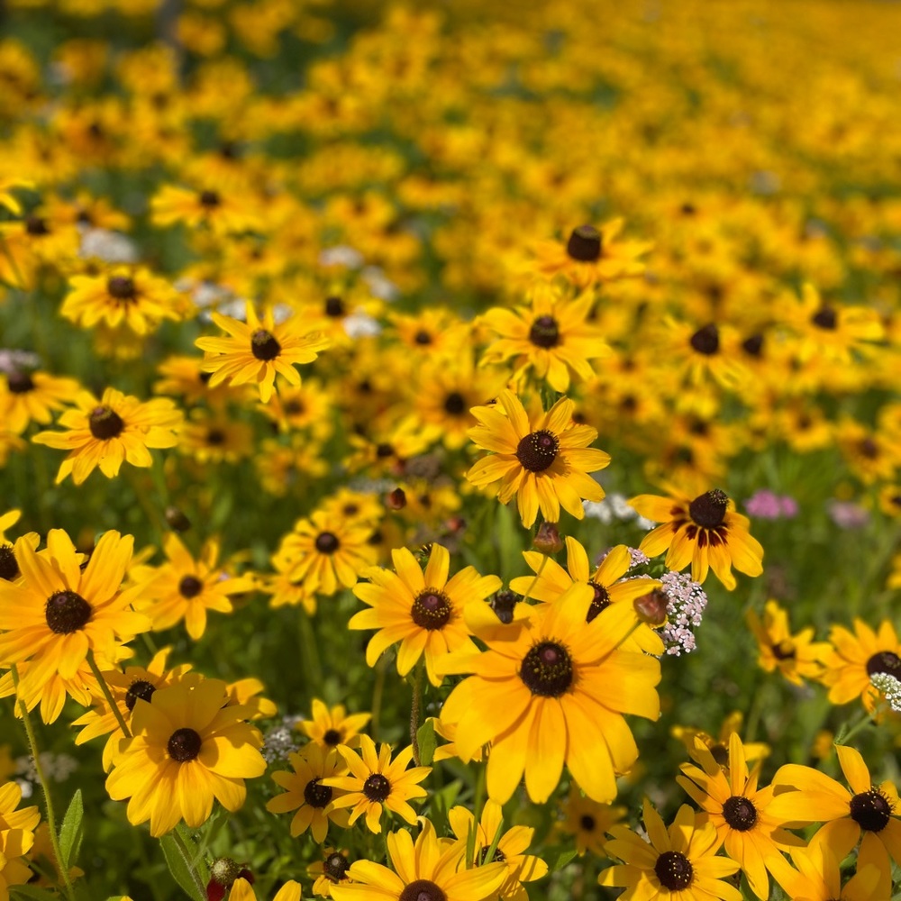 Meet your Posher, Liz